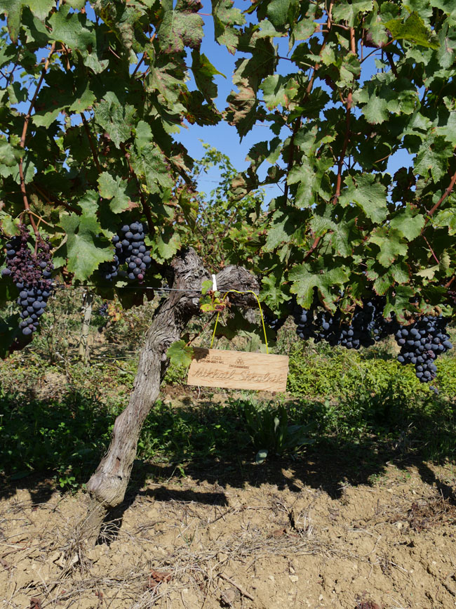 Виноградник на урожай